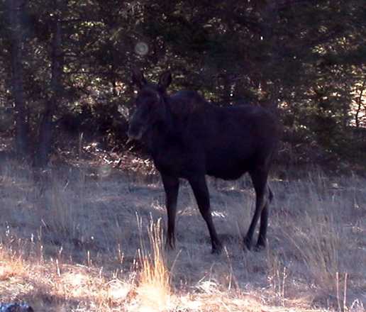 Moose!