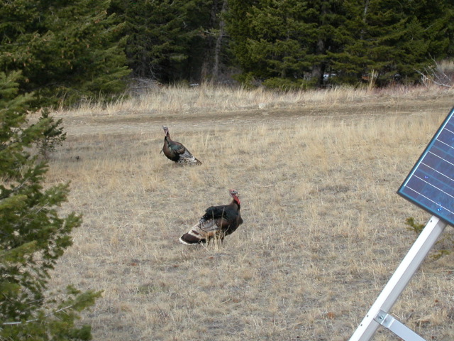 Turkeys!