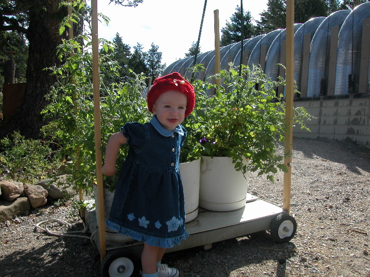 My Tomatoes!