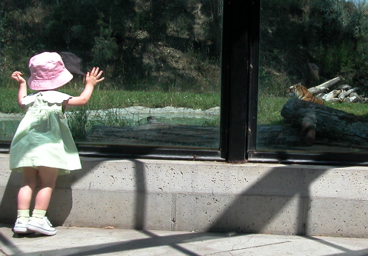 Maggie and the Tiger