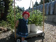 My Tomatoes!