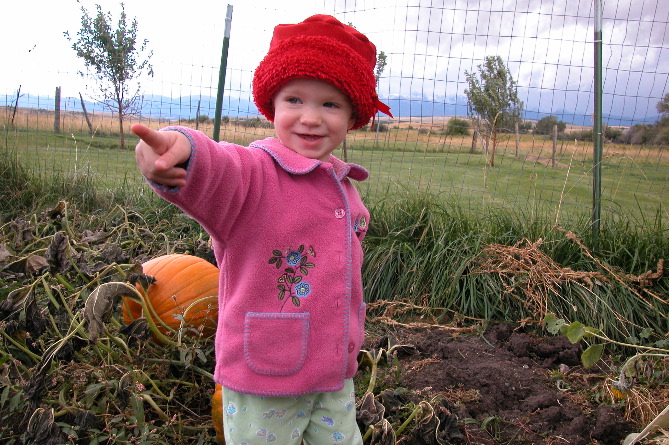 The Pumpkin Patch