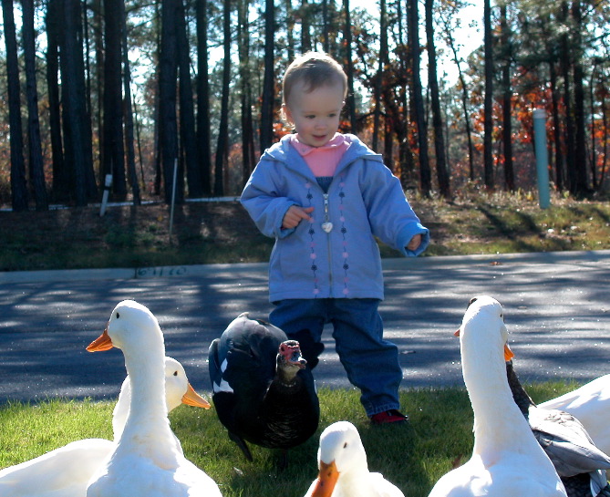 Duckies Everywhere!