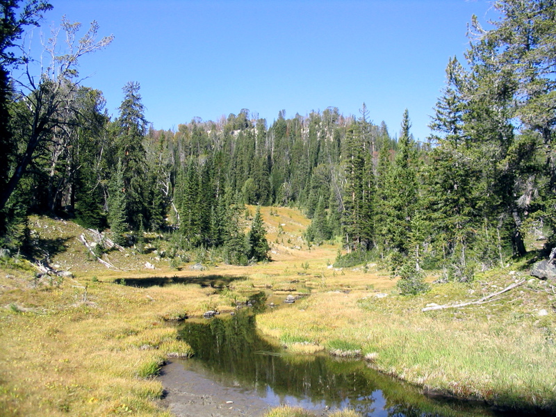 Water Meadow