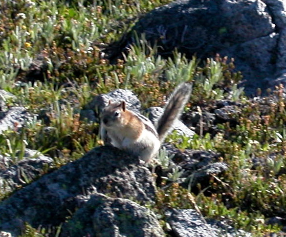 Ground Squirrel